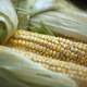 Sweetcorn is displayed inside at RHS (Royal Horticultural Show) London Harvest Festival Show on October 7, 2014 in London, England.